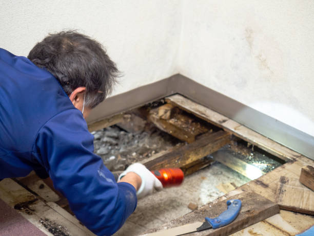 Best Preventive Mold Services in Danbury, TX