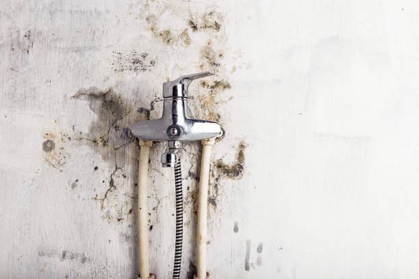 Best Health and Safety Mold Remediation in Danbury, TX