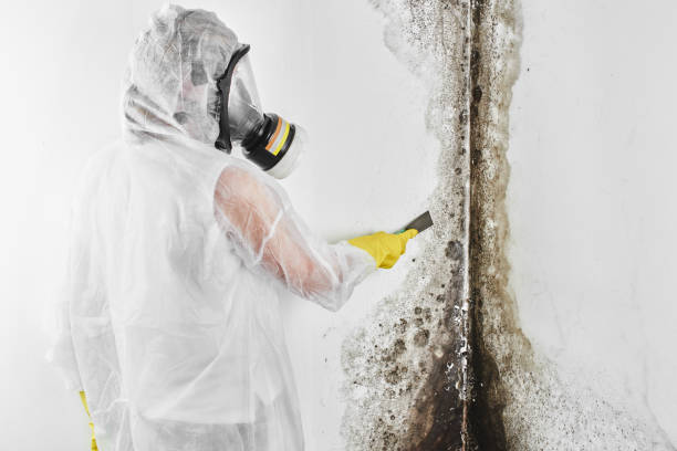 Best Mold Remediation for Specific Building Types in Danbury, TX