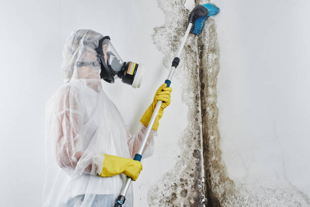 Reliable Danbury, TX Mold Remediation Solutions