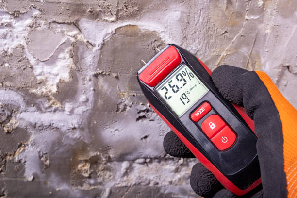 Best DIY Mold Remediation Support Services in Danbury, TX
