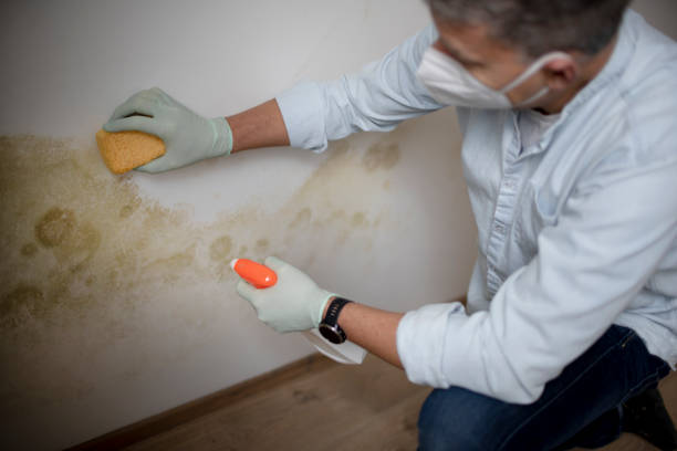 Best Mold Remediation for Specific Building Types in Danbury, TX
