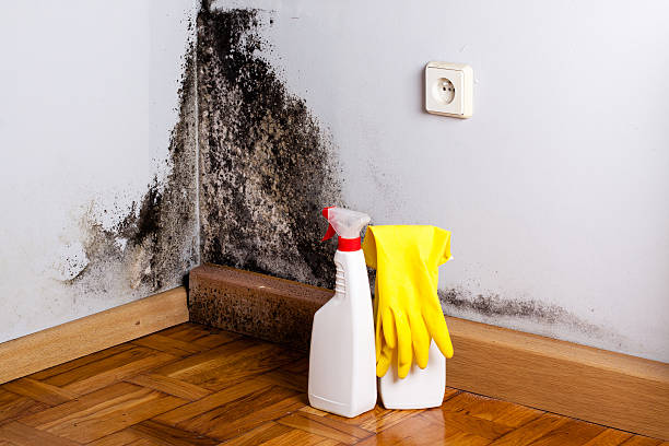 Trusted Danbury, TX Mold Remediation Experts