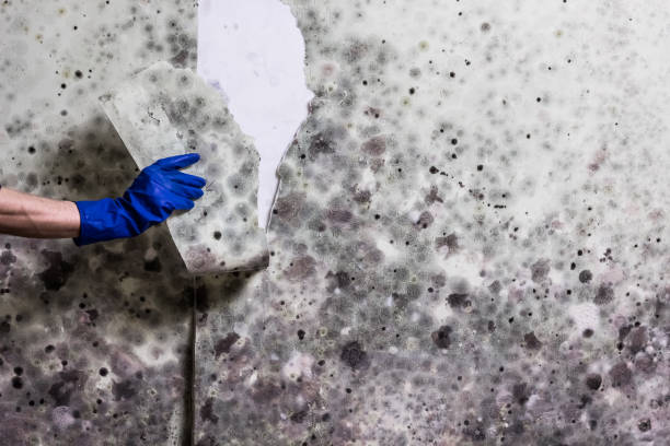 Best Black Mold Remediation in Danbury, TX