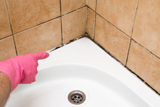 Best HVAC Mold Remediation in Danbury, TX